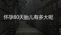 怀孕80天胎儿有多大呢